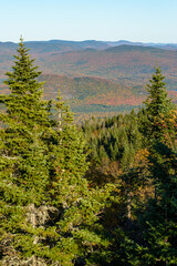 Fototapeta premium Maples in Canada (Autumn season)