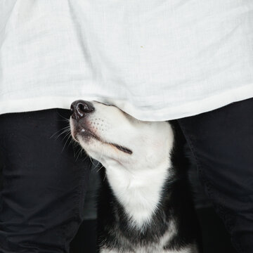 puppy husky eyes covered
