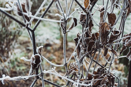 Freeze foliage in rime