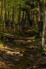 Maples in Canada (Autumn season)