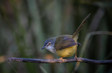 Yellow-bellied Prinia close up shot Animal portrait.