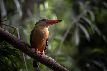 Stork-billed Kingfisher on the branch tree.