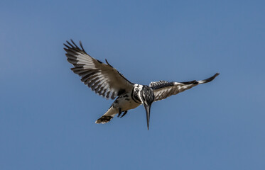 Pied Kingfisher spreading wings flying in the sky.