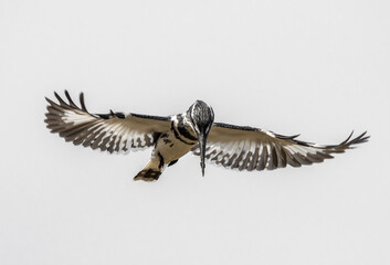 Pied Kingfisher spreading wings flying in the sky.
