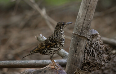 White's Thrush (Zoothera aurea) in the forest animal portrait.