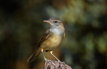 Oriental Reed Warbler Standing on a tree stump with a black background.