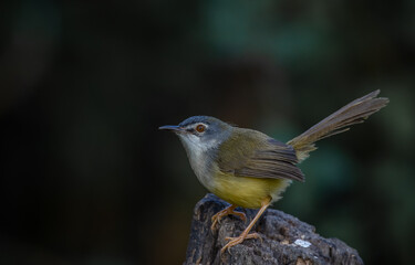 Yellow-bellied Prinia close up shot Animal portrait.
