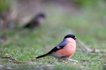 Male Eurasian Bullfinch (Pyrrhula pyrrhula) on the ground with a female bullfinch in the background - Yorkshire, UKin March