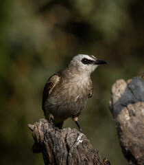 Yellow-vented Bulbul (Pycnonotus goiavier) animal portrait close up shot.