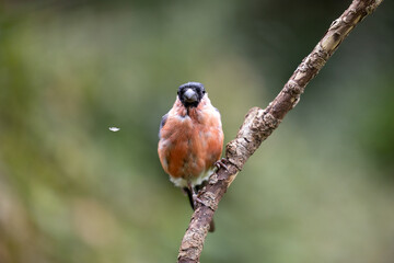 Bird bullfinch. Male Eurasian Bullfinch (Pyrrhula pyrrhula) moulting feathers at the end of summer. One loose feather floating - Yorkshire, UK in September