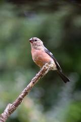 Juvenile male Eurasian Bullfinch (Pyrrhula pyrrhula) with adult feathers coming through, perched on a branch - Yorkshire, UK in September