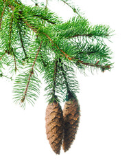 Fototapeta na wymiar Fir tree branch. Green spruce branch as natural evergreen decoration element for banner. Isolated. Forest