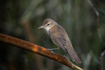 Oriental Reed Warbler Animal portrait close up shot.