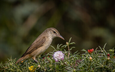 Oriental Reed Warbler Animal portrait close up shot.