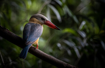 Stork-billed Kingfisher on the branch tree.