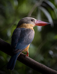 Stork-billed Kingfisher on the branch tree.