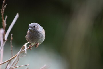 Dunnock (Prunella modularis)	 perches at the edge of a hedge - Yorkshire, UK (January 2023)