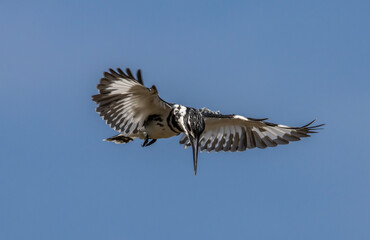 Pied Kingfisher spreading wings flying in the sky.