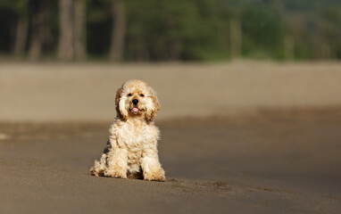 Beautiful golden cocker spaniel puppy sitting on the beach near the sea. 