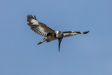 Pied Kingfisher spreading wings flying in the sky.