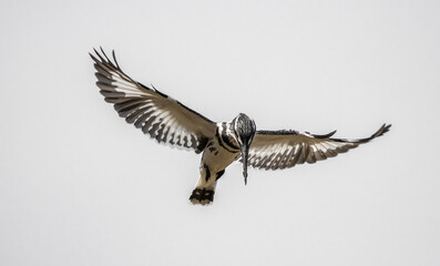 Pied Kingfisher spreading wings flying in the sky.