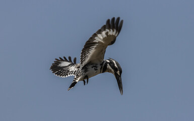 Pied Kingfisher spreading wings flying in the sky.