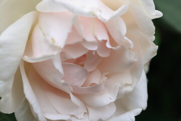 Fototapeta premium バラ