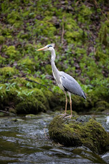 Grey Heron (Ardea cinerea) stood on a rock in a river - Yorkshire, UK in April, Spring
