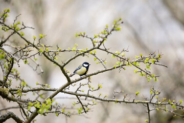 Great Tit (Parus major) perched on a early Spring branch		Yorkshire, UK in April