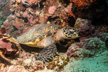 Naklejka na ściany i meble Diving Nabucco & Nunukan Island - Maratua Atoll Indonesia