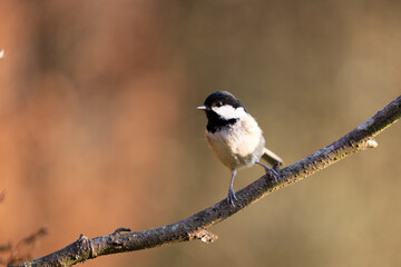 Coal Tit (Periparus ater) posing on a branch in late spring sunshine - Yorkshire, UK in March.