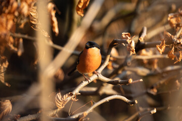 Eurasian Bullfinch (Pyrrhula pyrrhula) in copper beech hedge with low sun. Yorkshire, UK in March
