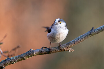 Fototapeta premium Long-Tailed Tit (Aegithalos caudatus) posing on a branch in late spring sunshine - Yorkshire, UK in March.