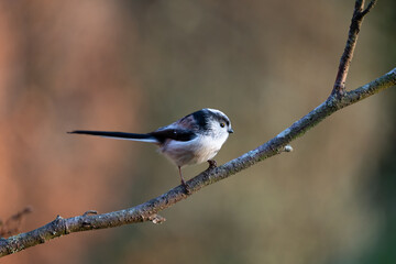 Long-Tailed Tit (Aegithalos caudatus) perched on thin branch - Yorkshire, UK in March