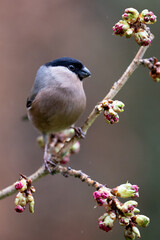 Adult female Eurasian Bullfinch (Pyrrhula pyrrhula) facing the camera, perched on thin budding branch - Yorkshire, UK in March