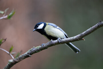 Great Tit (Parus major) perched on a branch - Yorkshire, UK in March 
