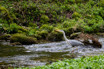 Grey Heron (Ardea cinerea) walks / strides upstream through a river - Yorkshire, UK in April, Spring