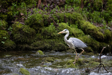Grey Heron (Ardea cinerea) walks / strides upstream through a river - Yorkshire, UK in April, Spring
