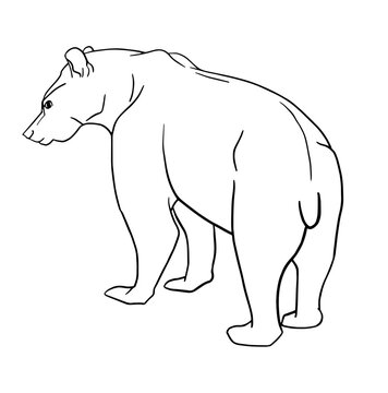 Bear. Linear black and white vector drawing for coloring. Can be used as a logo.
