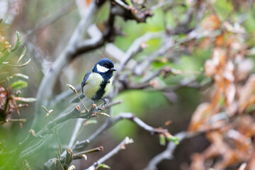 Great Tit (Parus major) perched on the branch of a copper beech hedge - Yorkshire, UK in May, Spring