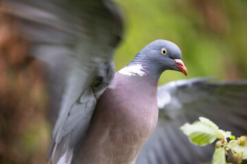 Close up of a Woodpigeon (Columba palumbus) with wings spread, Yorkshire, UK in May, Spring