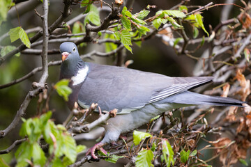 Woodpigeon (Columba palumbus) in copper beech hedge - Yorkshire, UK in May, Spring