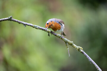 European Robin (Erithacus rubecula) perched on a thin branch - Yorkshire, UK in May, Spring