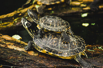 Two turtles on tree branch