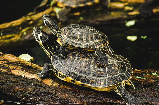 Two turtles on tree branch