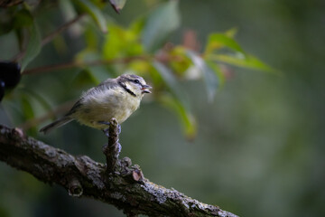 Obraz premium Juvenile Blue Tit (Cyanistes caeruleus) in summer. Perched on a branch with a natural green foliage background - Yorkshire, UK in August 