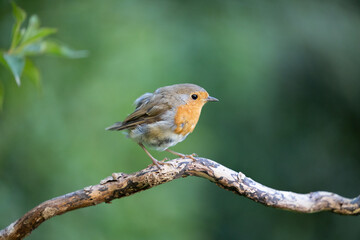 Fototapeta premium Tailless European Robin (Erithacus rubecula) perched on a branch in summer. Missing tail feathers - Yorkshire, UK in August