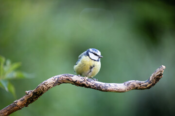 Blue Tit (Cyanistes caeruleus) perched on a branch with a green background - Yorkshire, UK in August
