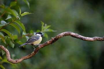 Great Tit (Parus major) perched on a branch in summer with a green background - Yorkshire, UK in...