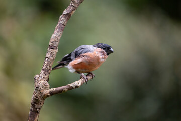 Male Eurasian Bullfinch (Pyrrhula pyrrhula) showing signs of moulting at end of summer - Yorkshire, UK in September